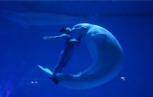 芜湖新华联大白鲸海洋公园