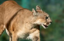 合肥野生动物园