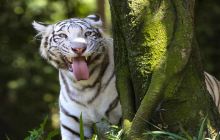 乐和乐都动物主题乐园