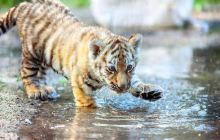 重庆野生动物世界