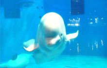 永泰欧乐堡海洋世界