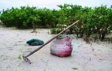 红树林天天赶海