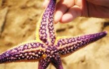 红树林拾贝赶海