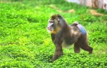 衡水野生动物园