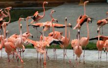 北方森林动物园