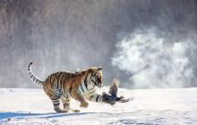 横道河子东北虎林园