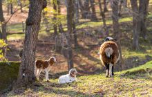 平山神鹿旅游区
