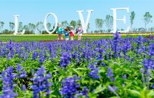 普罗旺斯薰衣草庄园