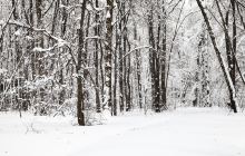 松苑原始森林公园