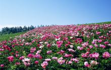 隋唐城遗址植物园