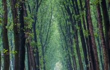 商丘黄河故道国家森林公园