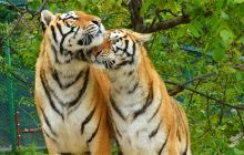 栾川竹海野生动物园