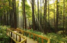 波尔登森林公园