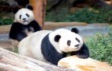 淹城野生动物世界