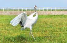 丹顶鹤湿地生态旅游区