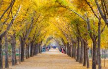银杏时光隧道