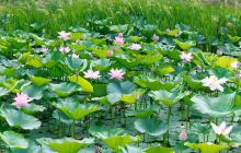 梅河口市长白山植物园