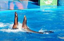 老虎滩极地海洋动物馆