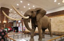 大连自然博物馆