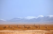 可可西里自然保护区不冻泉