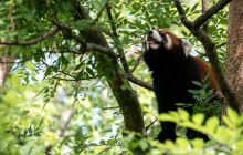 青藏高原野生动物园