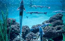 蓬莱海洋极地世界