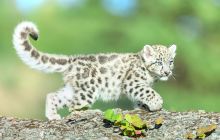 青岛森林野生动物世界