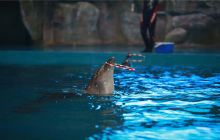 威海神游海洋世界