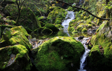 牛背梁自然保护区