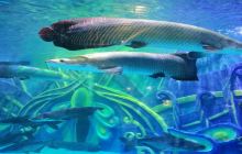 湄公河水底世界