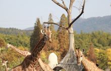 湖州长颈鹿庄园